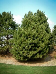 Сосна Чёрная (Pinus Nigra) купить по цене от 270.00р. в интернет-магазине «Посадика» с доставкой почтой в в Мурманске и по всей России – [изображение №1].