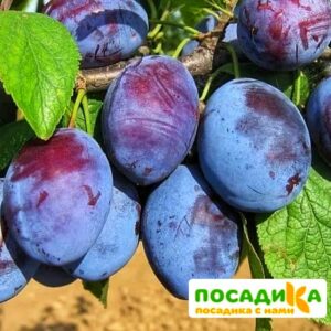 Слива Чачакская ранняя купить по цене от 229.00р. в интернет-магазине «Посадика» с доставкой почтой в в Мурманске и по всей России – [изображение №1].