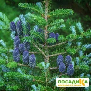 Пихта корейская (Abies koreana) купить по цене от 450.00р. в интернет-магазине «Посадика» с доставкой почтой в в Мурманске и по всей России – [изображение №1].