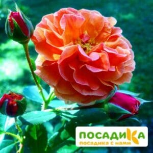 Роза Арабия купить по цене от 350.00р. в интернет-магазине «Посадика» с доставкой почтой в в Мурманске и по всей России – [изображение №1].