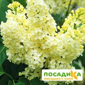 Сирень Примроуз (Primrose) купить по цене от 529.00р. в интернет-магазине «Посадика» с доставкой почтой в в Мурманске и по всей России – [изображение №1].