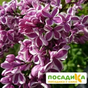 Сирень Сенсация купить по цене от 529.00р. в интернет-магазине «Посадика» с доставкой почтой в в Мурманске и по всей России – [изображение №1].