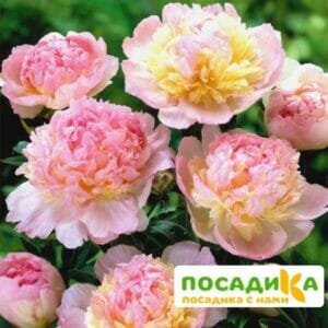 Пион Распберри Сандей (Paeonia Raspberry Sundae) купить по цене от 959р. в интернет-магазине «Посадика» с доставкой почтой в в Мурманске и по всей России – [изображение №1].