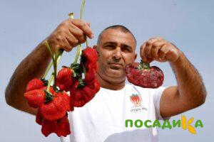 Клубника Гигант Джорнея купить по цене от 266р. в интернет-магазине «Посадика» с доставкой почтой в в Мурманске и по всей России – [изображение №1].