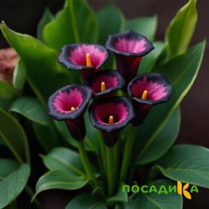 Калла Аура Лейс купить по цене от 400р. в интернет-магазине «Посадика» с доставкой почтой в в Мурманске и по всей России – [изображение №1].