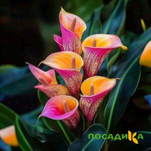 Калла Оникс купить по цене от 450р. в интернет-магазине «Посадика» с доставкой почтой в в Мурманске и по всей России – [изображение №1].