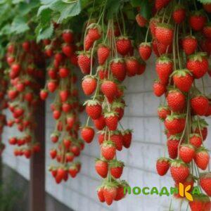 Клубника вьющаяся Комплимент купить по цене от 470р. в интернет-магазине «Посадика» с доставкой почтой в в Мурманске и по всей России – [изображение №1].