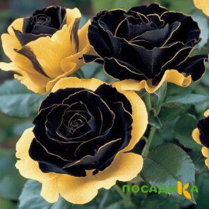 Роза Ханни Сикл купить по цене от 700р. в интернет-магазине «Посадика» с доставкой почтой в в Мурманске и по всей России – [изображение №1].