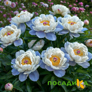Пион акварельный Этюд купить по цене от 806р. в интернет-магазине «Посадика» с доставкой почтой в в Мурманске и по всей России – [изображение №1].