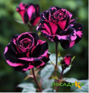 Роза Багровый Шепот купить по цене от 366р. в интернет-магазине «Посадика» с доставкой почтой в в Мурманске и по всей России – [изображение №1].