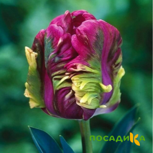 Тюльпан Экзотик Хэвен купить по цене от 186р. в интернет-магазине «Посадика» с доставкой почтой в в Мурманске и по всей России – [изображение №1].
